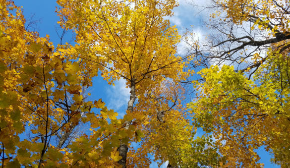 Aspen trees with yellow leaves in fall.