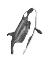 Sketch of an orca whale by Francesca Varela.