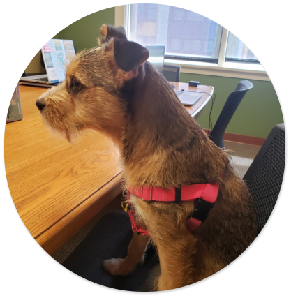 Cashew the terrier-mix sitting at a desk.