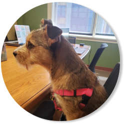 Cashew the terrier-mix sitting at a desk