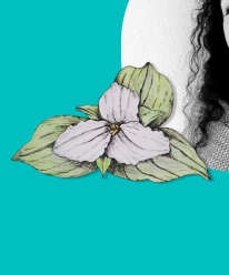 Sketch of a trillium by Francesca Varela