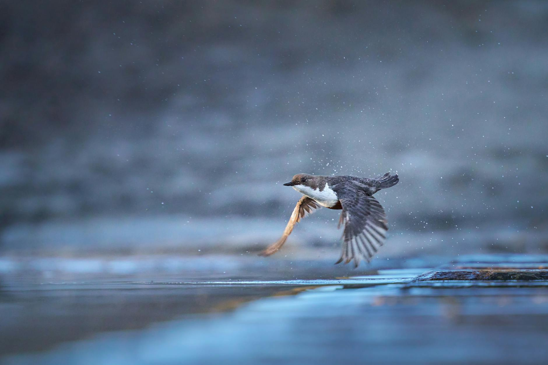 european dipper in flight over water