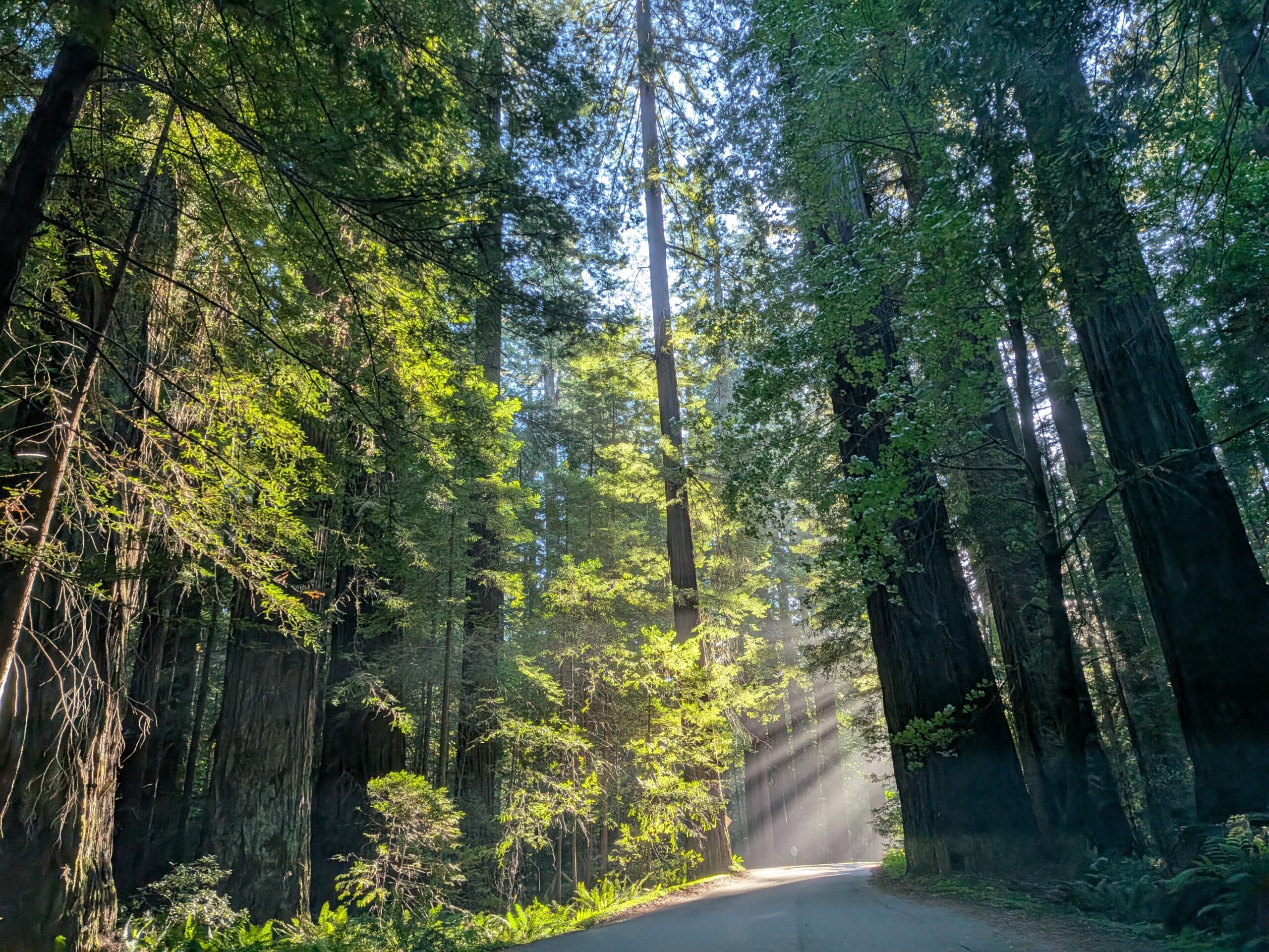 Photo of redwood trees at dusk by Francesca Varela