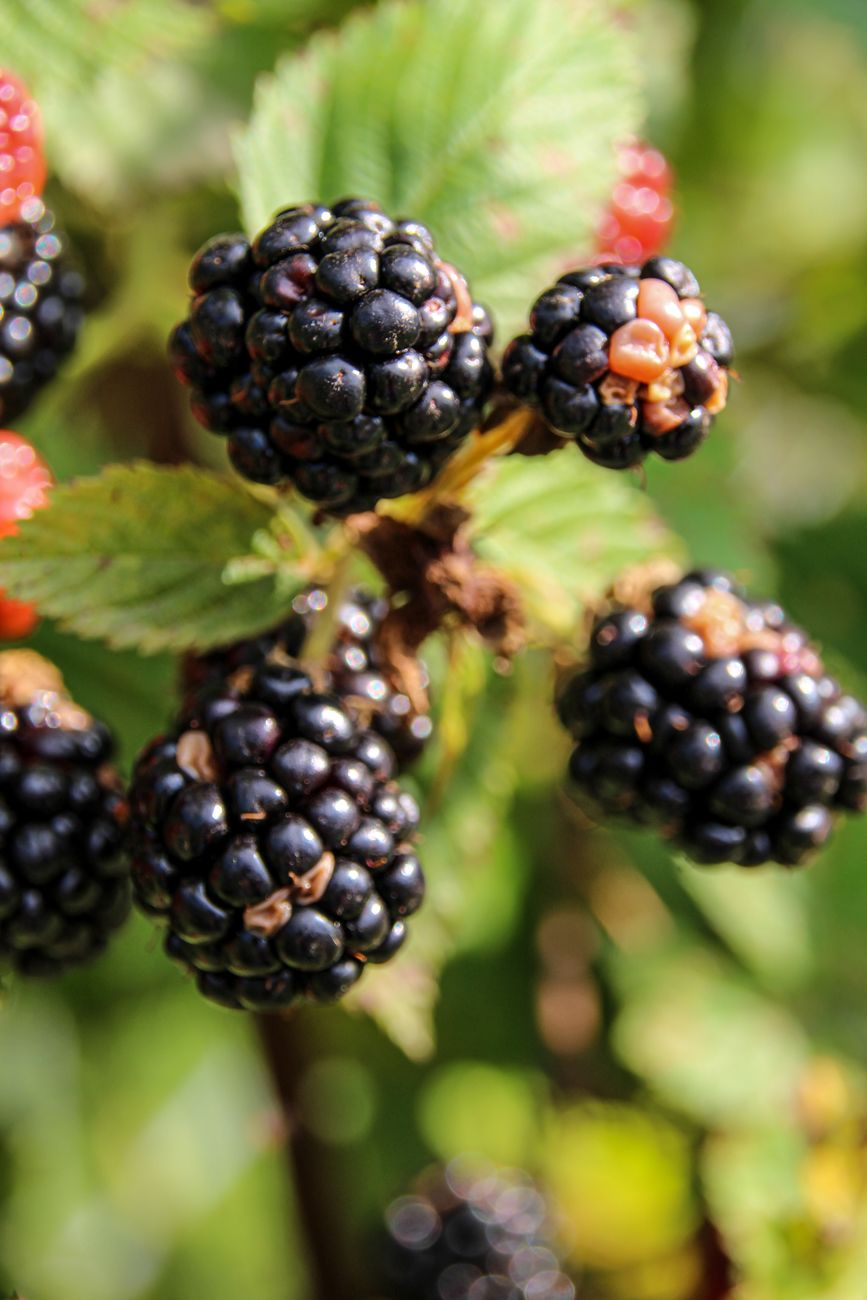 close up of blackberries