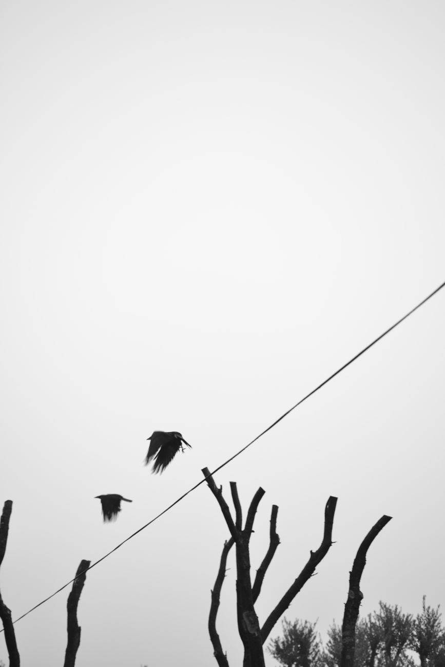 silhouettes of birds in flight over bare branches